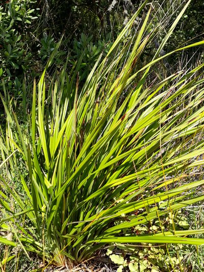 Dianella latissima, photographed by Peter de Lange
