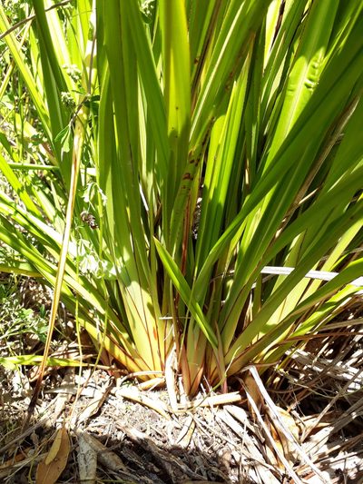 Dianella latissima, photographed by Peter de Lange