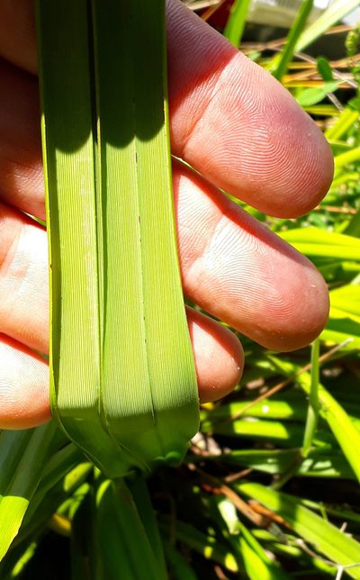 Dianella latissima, photographed by Peter de Lange