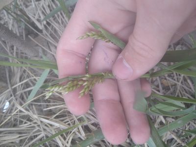 Anthoxanthum nitens, photographed by evgeniq_benihanov