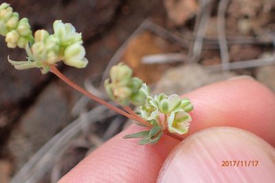 Psammotropha mucronata, photographed by Peter Warren
