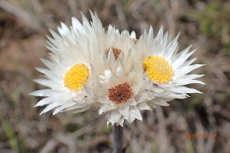Helichrysum grandibracteatum, photographed by Peter Warren
