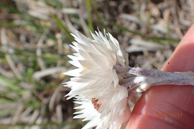 Helichrysum grandibracteatum, photographed by Peter Warren