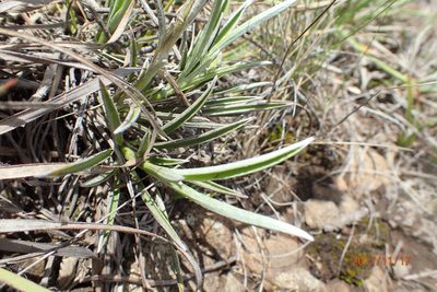 Helichrysum grandibracteatum, photographed by Peter Warren