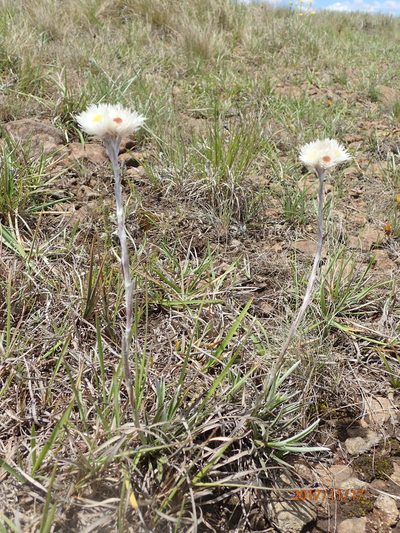 Helichrysum grandibracteatum, photographed by Peter Warren