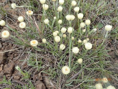 Helichrysum grandibracteatum, photographed by Peter Warren