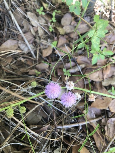 Mimosa floridana, photographed by Joseph Hubbard