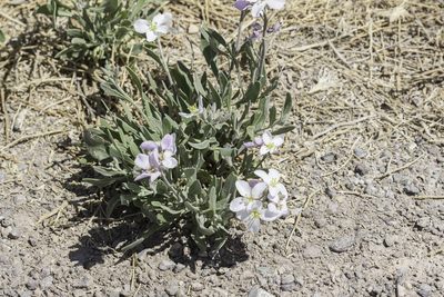 Nerisyrenia camporum, photographed by Craig Martin