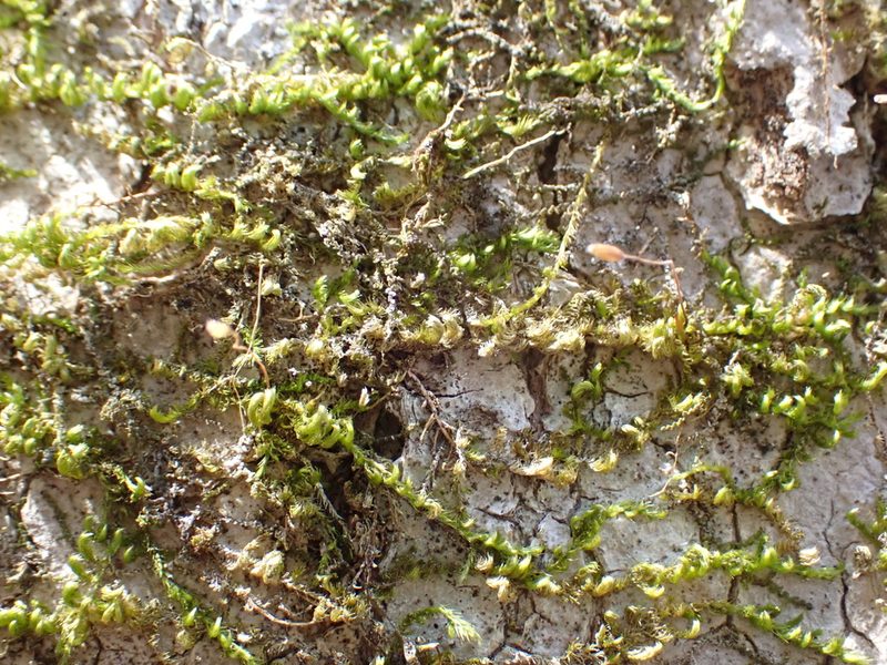 Pylaisia selwynii, photographed by Roger Rittmaster