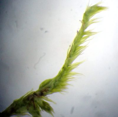 Pylaisia selwynii, photographed by Roger Rittmaster