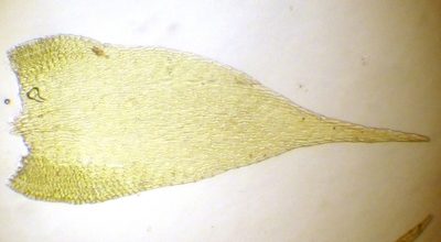 Pylaisia selwynii, photographed by Roger Rittmaster