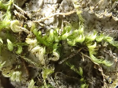 Pylaisia selwynii, photographed by Roger Rittmaster