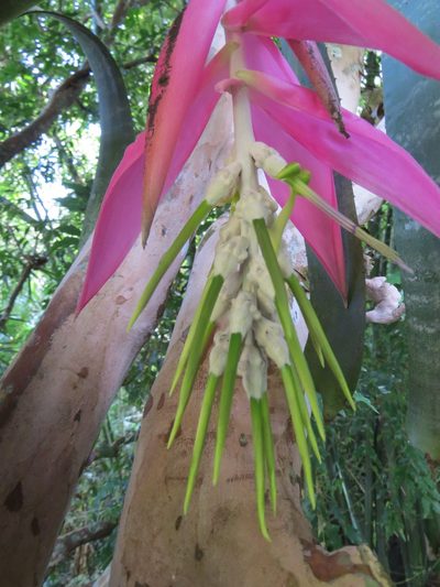 Billbergia zebrina, photographed by Victor Farjalla Pontes