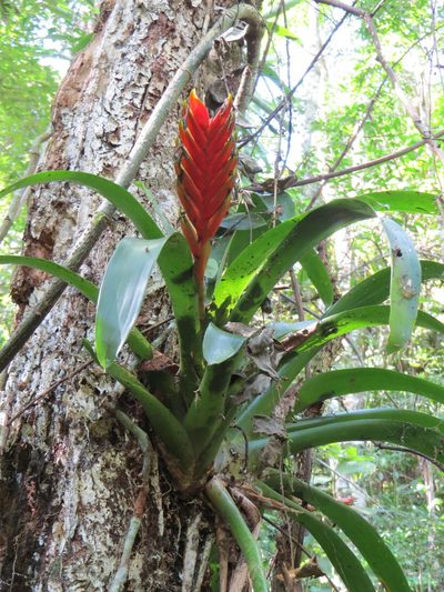 Vriesea paraibica, photographed by Victor Farjalla Pontes