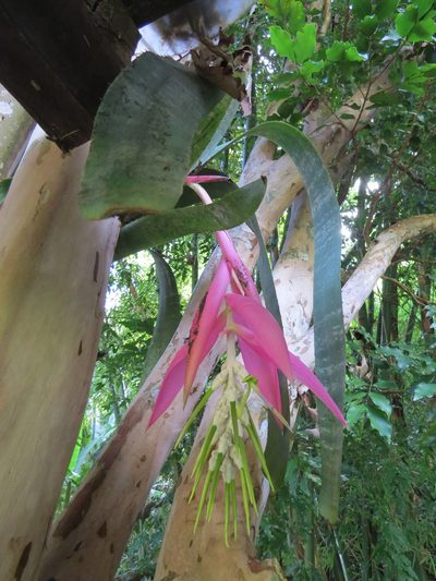 Billbergia zebrina, photographed by Victor Farjalla Pontes