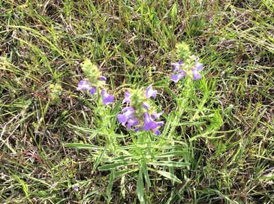 Salvia engelmannii, photographed by Roz Hunter