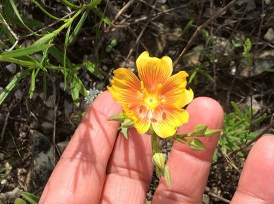 Linum rigidum, photographed by Roz Hunter