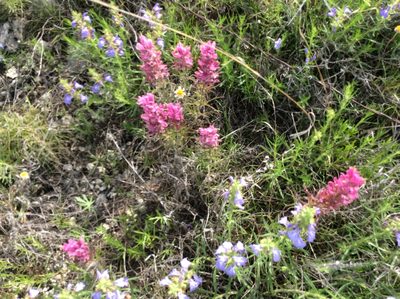 Castilleja purpurea, photographed by Roz Hunter