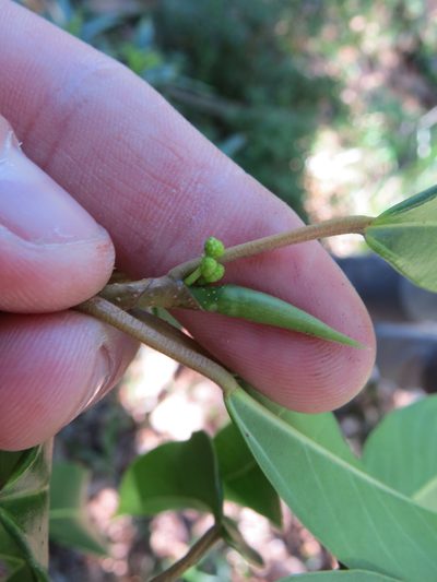 Coussapoa microcarpa, photographed by Victor Farjalla Pontes