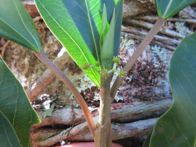 Coussapoa microcarpa, photographed by Victor Farjalla Pontes