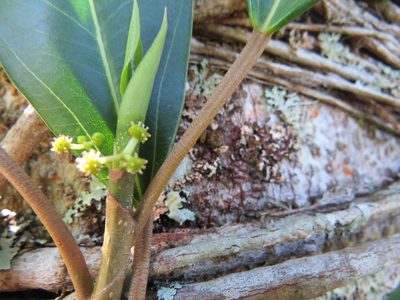 Coussapoa microcarpa, photographed by Victor Farjalla Pontes