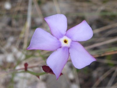 Mandevilla tenuifolia, photographed by greenline