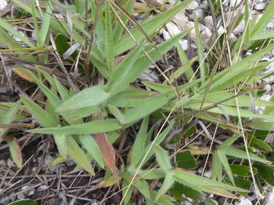 Mandevilla tenuifolia, photographed by greenline