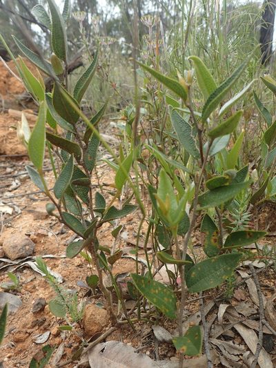 Mirbelia platylobioides, photographed by ronavery