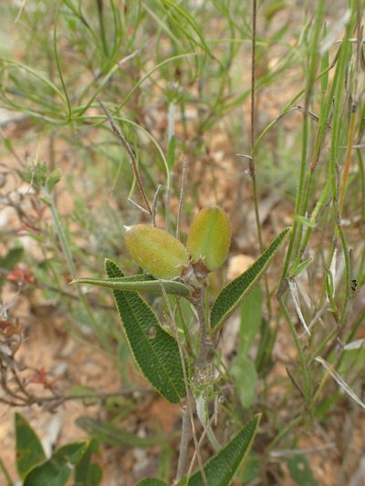 Mirbelia platylobioides, photographed by ronavery