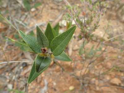 Mirbelia platylobioides, photographed by ronavery