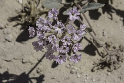 Abronia angustifolia, photographed by Craig Martin