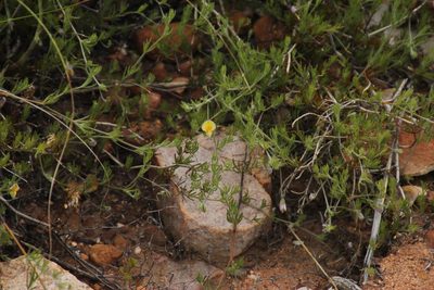 Aspalathus bracteata, photographed by Tony Rebelo