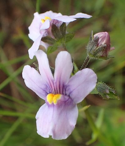 Nemesia denticulata, photographed by Peter Warren