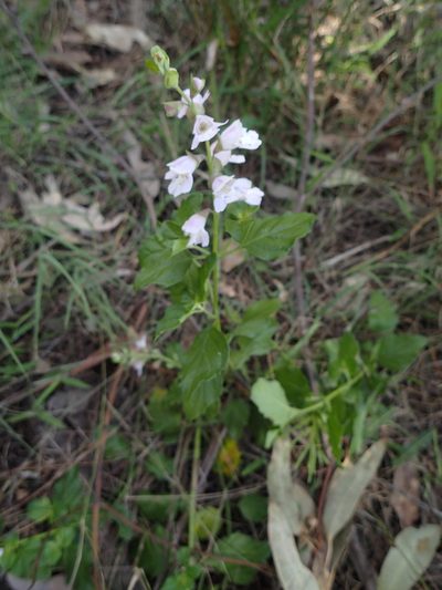 Prostanthera prunelloides, photographed by ronavery