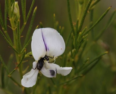 Psoralea oreopola, photographed by Tony Rebelo