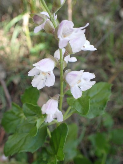 Prostanthera prunelloides, photographed by ronavery