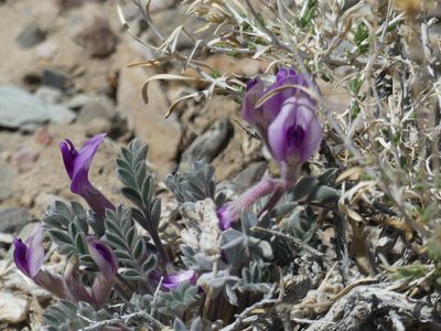 Astragalus newberryi, photographed by rjs