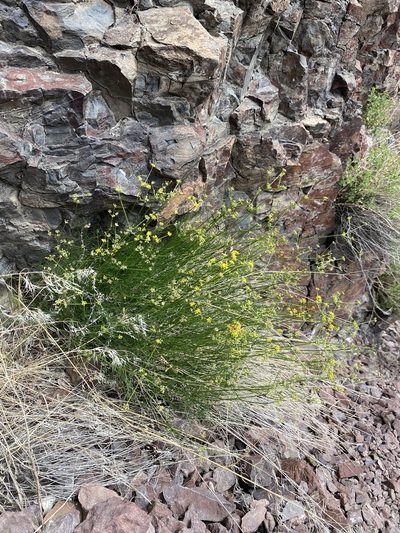Cymopterus petraeus, photographed by Matt Berger