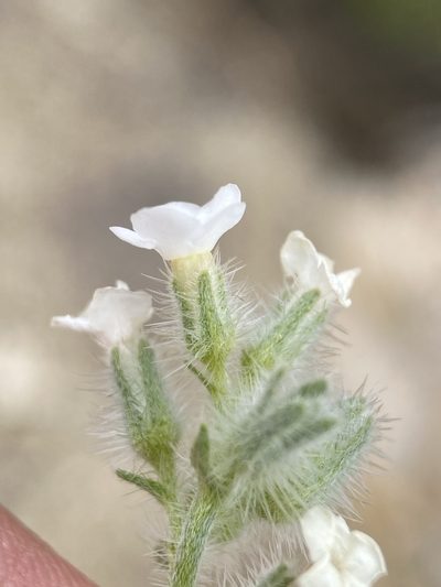 Oreocarya propria, photographed by Matt Berger