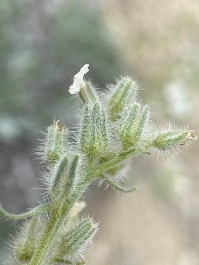 Oreocarya propria, photographed by Matt Berger