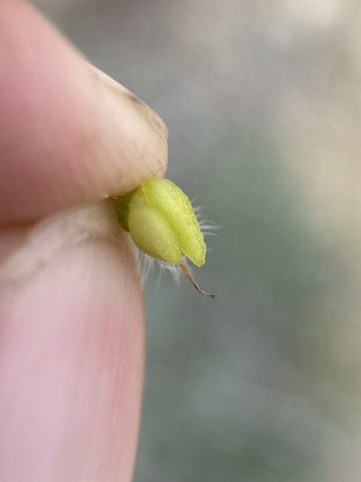 Oreocarya propria, photographed by Matt Berger