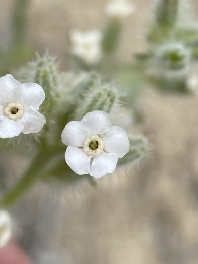 Oreocarya propria, photographed by Matt Berger