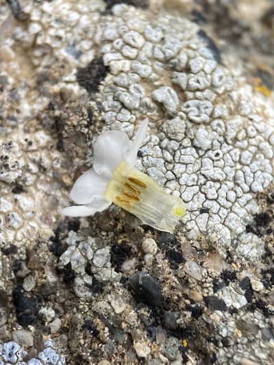Oreocarya propria, photographed by Matt Berger