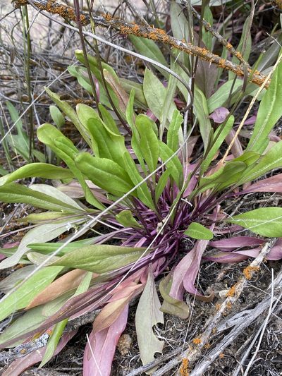 Thelypodium flexuosum, photographed by Matt Berger