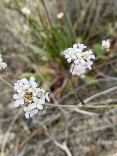 Thelypodium flexuosum, photographed by Matt Berger