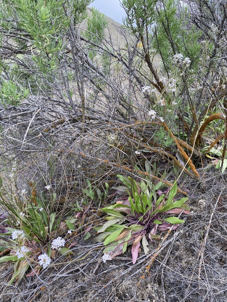 Thelypodium flexuosum, photographed by Matt Berger