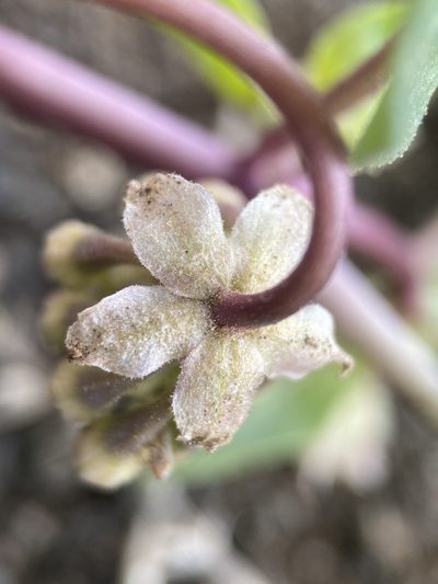 Abronia mellifera, photographed by Matt Berger