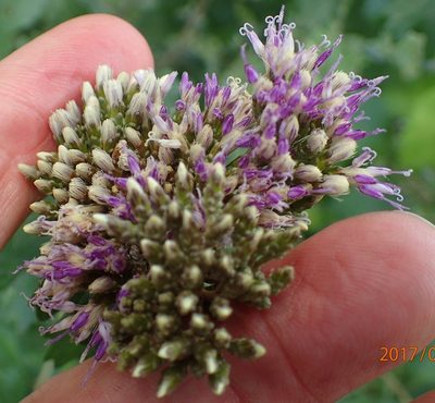 Gymnanthemum corymbosum, photographed by Peter Warren