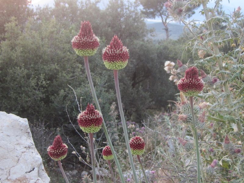 Allium amethystinum, photographed by Jason Hill