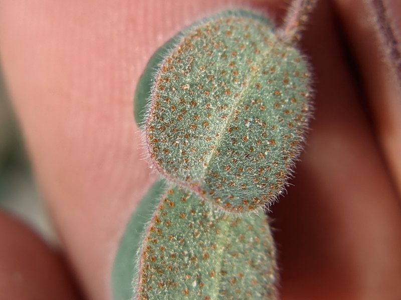 Pomaria melanosticta, photographed by Eric Knight